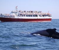  泽西海岸最佳5条野生动物之旅，观鸟、观鲸、观海豚……